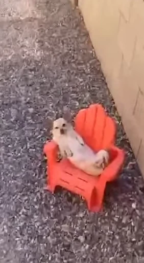 👹 Стикер «doggies» для Telegram