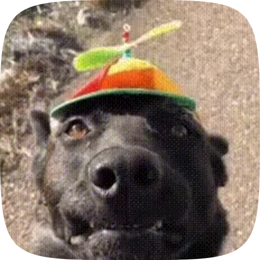 🧢 Стикер «doggies2» для Telegram
