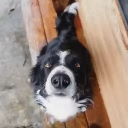 Стикерпак doggies2 для Telegram