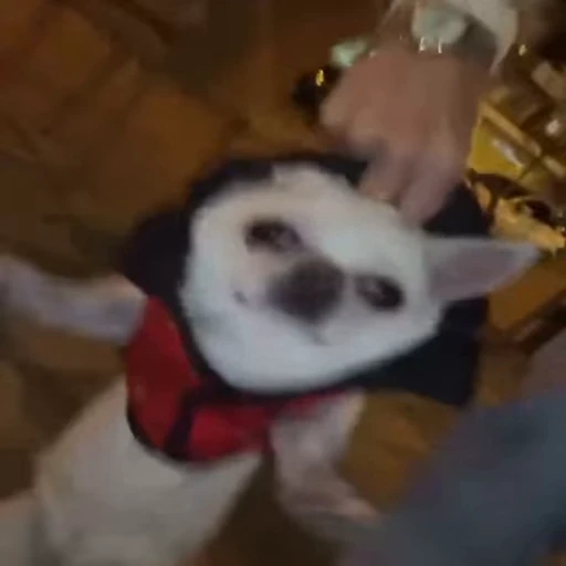 🤤 Стикер «doggies2» для Telegram