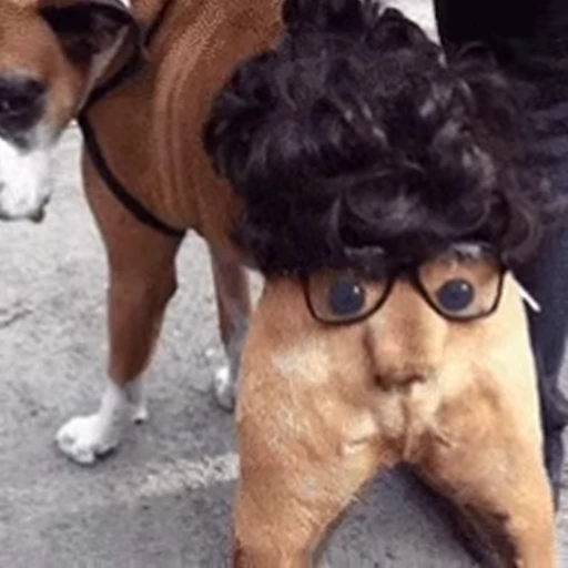 🥸 Стикер «doggies2» для Telegram