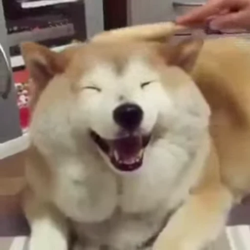 😊 Стикер «doggies2» для Telegram