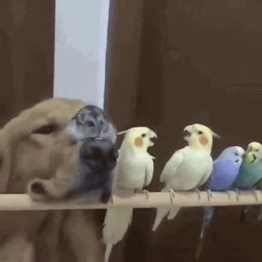 🦜 Стикер «doggies2» для Telegram
