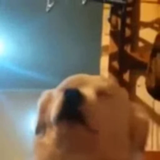 😉 Стикер «doggies2» для Telegram