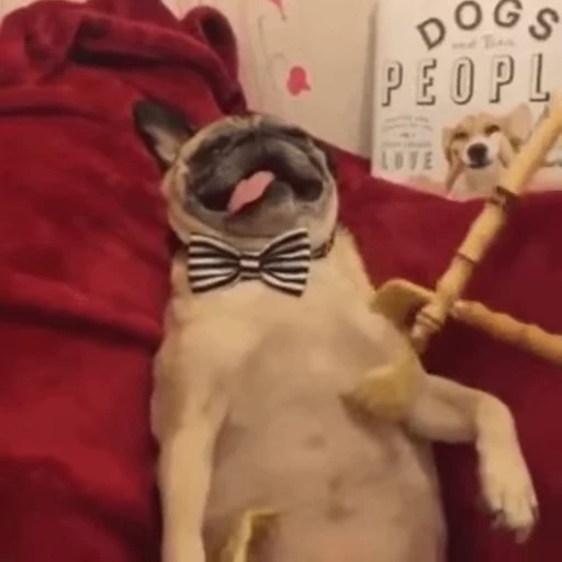 🥰 Стикер «doggies2» для Telegram