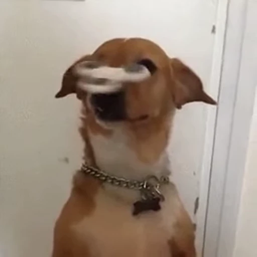 🤔 Стикер «doggies2» для Telegram