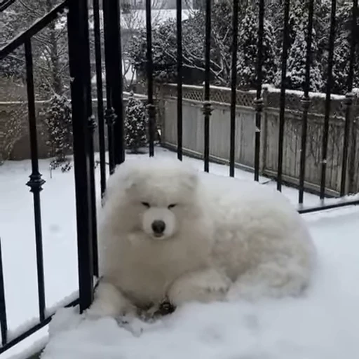 ❄️ Стикер «doggies2» для Telegram