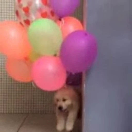 🎈 Стикер «doggies2» для Telegram