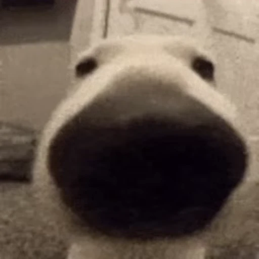 😤 Стикер «doggies2» для Telegram