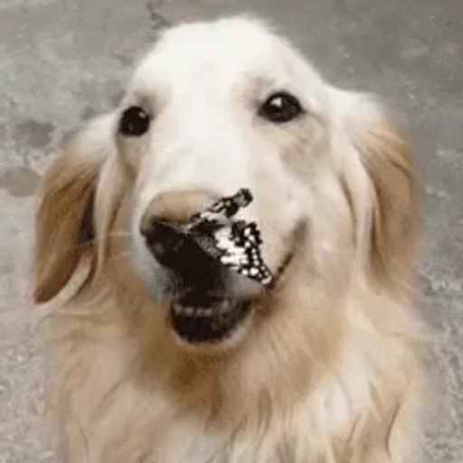 🦋 Стикер «doggies2» для Telegram