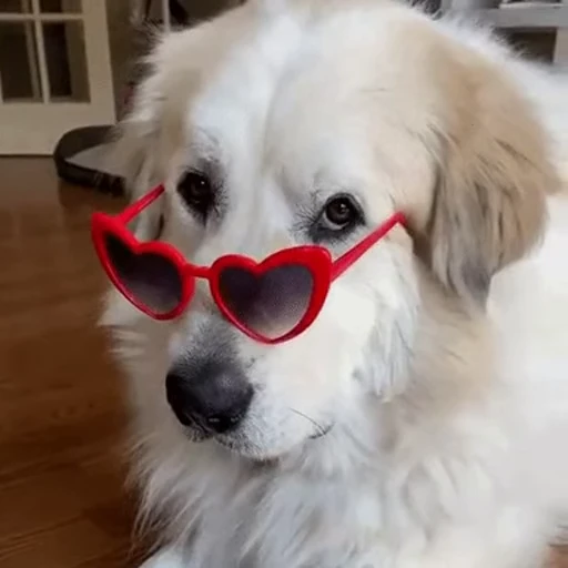 👓 Стикер «doggies2» для Telegram