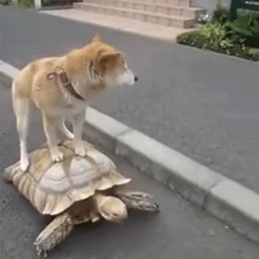🐢 Стикер «doggies2» для Telegram