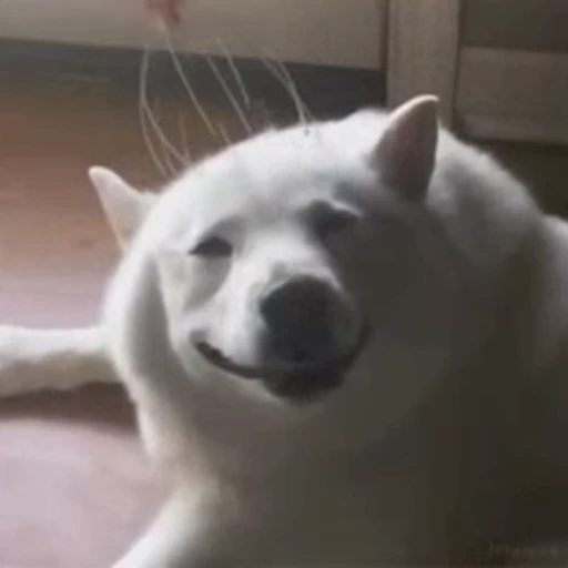 🥵 Стикер «doggies2» для Telegram