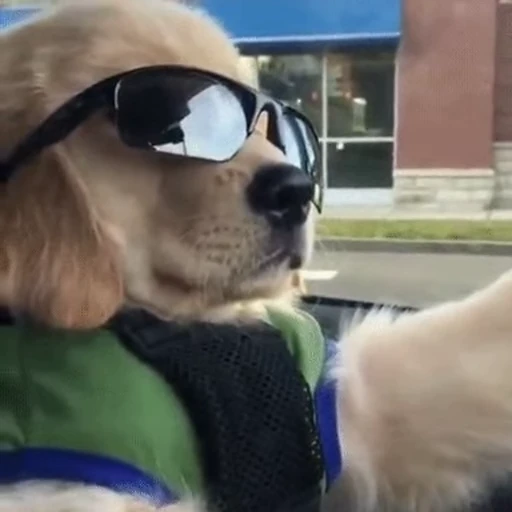 😎 Стикер «doggies2» для Telegram