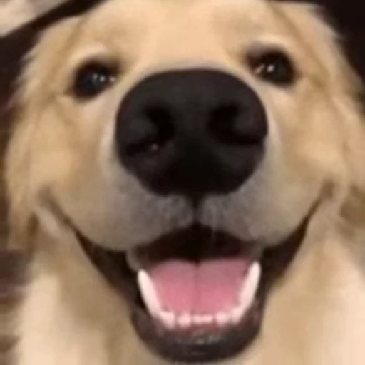 😄 Стикер «doggies2» для Telegram