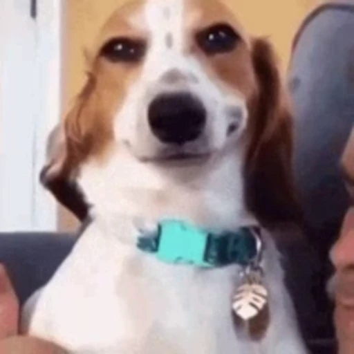 😏 Стикер «doggies2» для Telegram