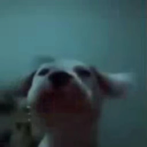 🥳 Стикер «doggies2» для Telegram
