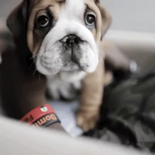 🥺 Стикер «doggies2» для Telegram