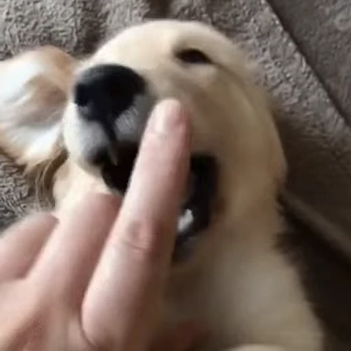 😆 Стикер «doggies2» для Telegram