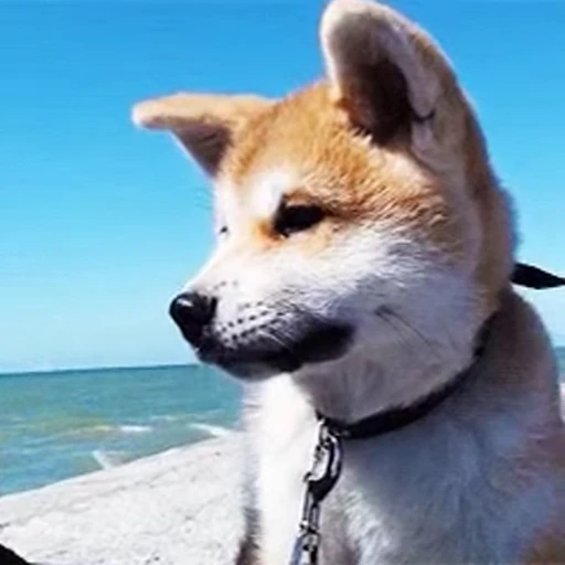 😗 Стикер «doggies2» для Telegram
