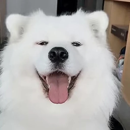 😛 Стикер «doggies2» для Telegram