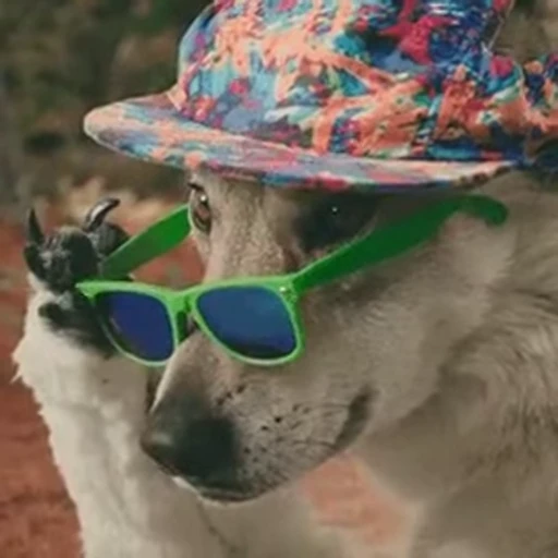 🕶 Стикер «doggies2» для Telegram