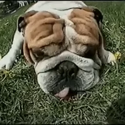 😴 Стикер «doggies2» для Telegram