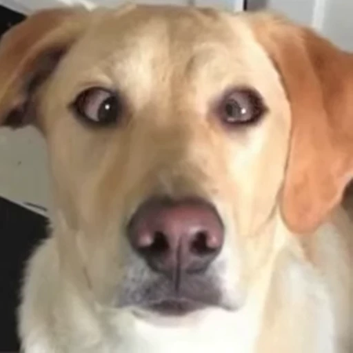 👀 Стикер «doggies2» для Telegram