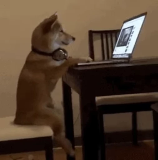 🧑‍💻 Стикер «doggies2» для Telegram