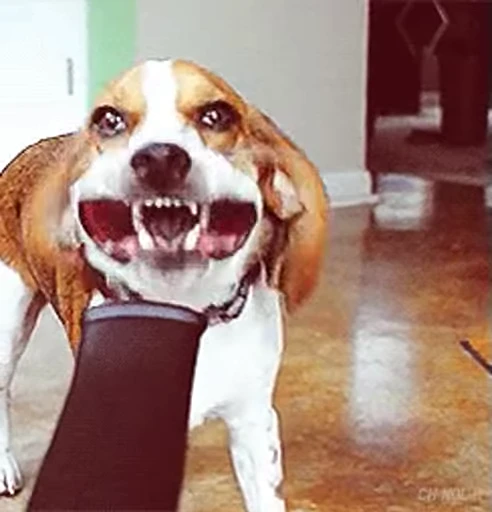 🌬 Стикер «doggies2» для Telegram