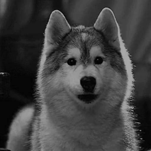 🥽 Стикер «doggies2» для Telegram