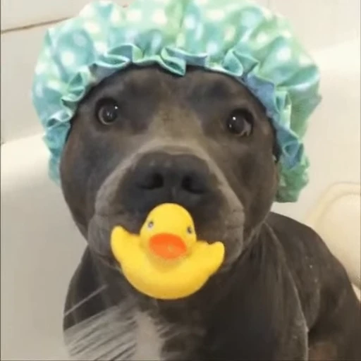 🍼 Стикер «doggies2» для Telegram