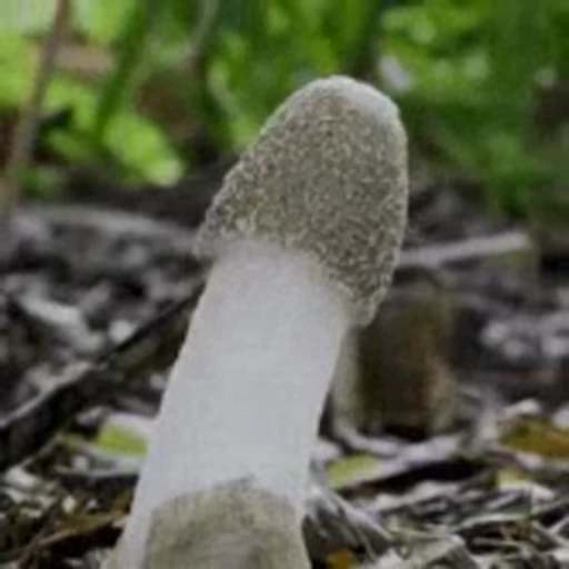 🍆 Стикер «Dick» для Telegram