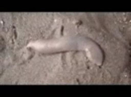 🍆 Стикер «Dick» для Telegram