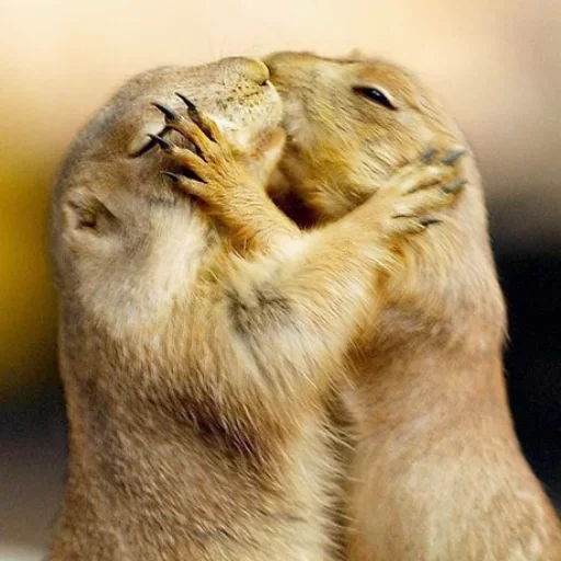 ❤️ Стикер «Emotions» для Telegram