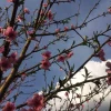 Стикер 23 different spring