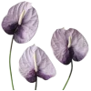 Стикер 29 different spring