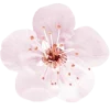 Стикер 24 different spring