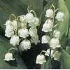 Обложка набора different spring
