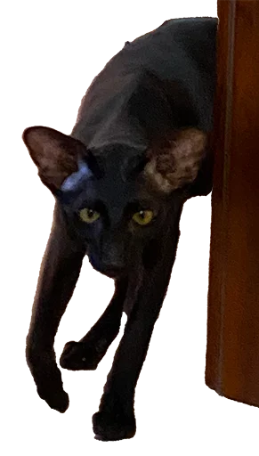 💪 Стикер «DON Cat» для Telegram