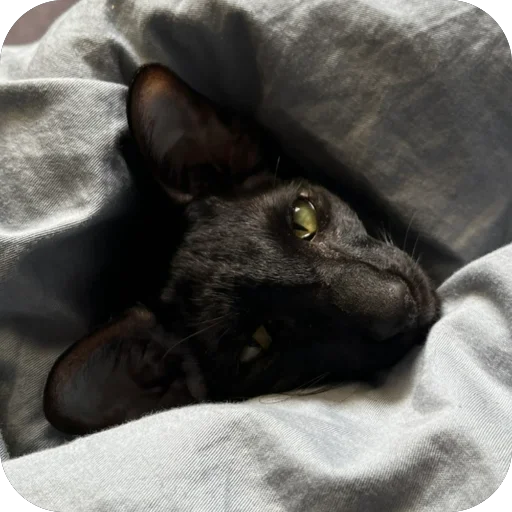 🫥 Стикер «DON Cat» для Telegram