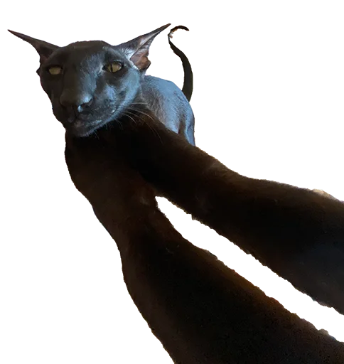 😎 Стикер «DON Cat» для Telegram