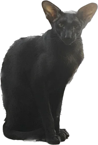 🫡 Стикер «DON Cat» для Telegram