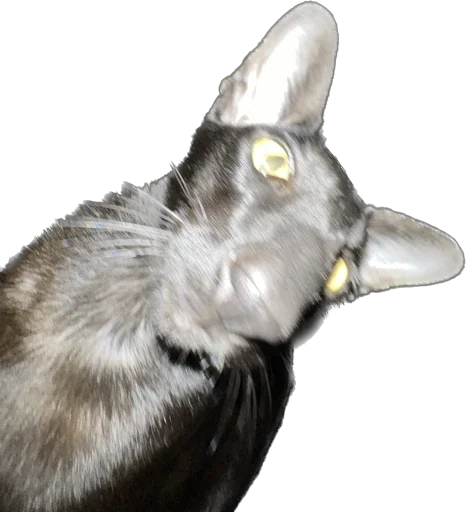 🫠 Стикер «DON Cat» для Telegram