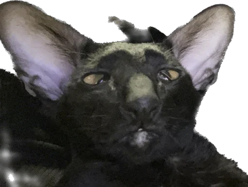 😵‍💫 Стикер «DON Cat» для Telegram