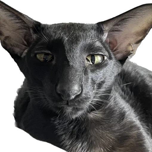😏 Стикер «DON Cat» для Telegram