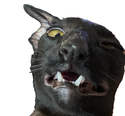 🥴 Стикер «DON Cat» для Telegram