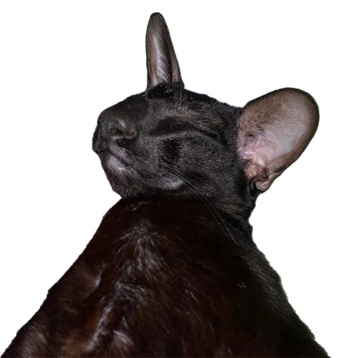 😴 Стикер «DON Cat» для Telegram