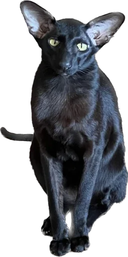 🙁 Стикер «DON Cat» для Telegram
