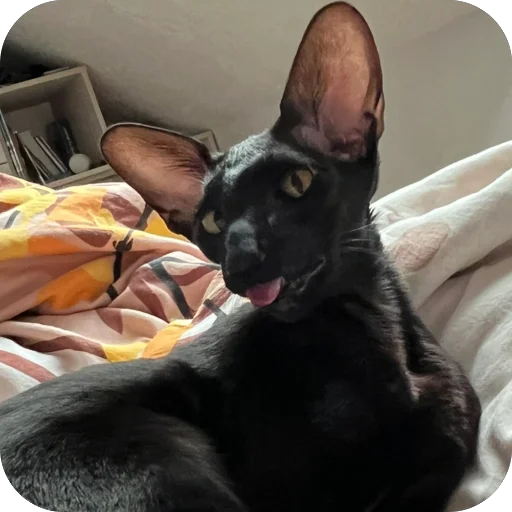 🫥 Стикер «DON Cat» для Telegram